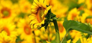 Квіткові шпалери 813 (2560x1600) (30 шпалер)