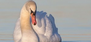 Птицы 182 (30 обоев)