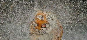 Коты 197 (30 обоев)