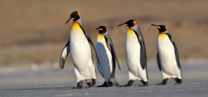 Birds 186 (30 wallpapers)
