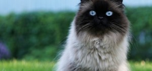 Коты 231 (30 обоев)