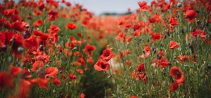 Цветочные обои 828 (3840x2160) (30 обоев)