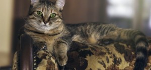 Коты 233 (30 обоев)