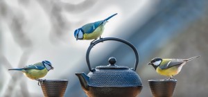 Птицы 159 (3840x2160) (30 обоев)