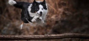 Dogs 188 (30 wallpapers)