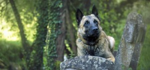 Собаки 158 (30 обоев)