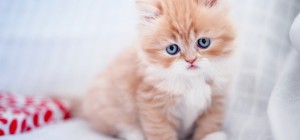 Коты 169 (30 обоев)