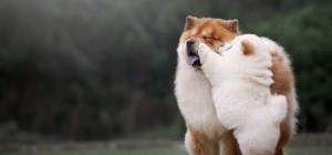 Dogs 160 (30 wallpapers)
