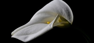 Квіткові шпалери 814 (2560x1600) (30 шпалер)