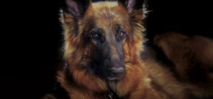 Собаки 159 (30 обоев)