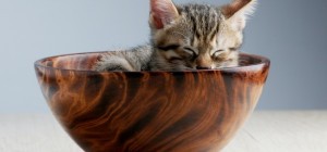 Коты 195 (30 обоев)