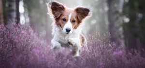 Собаки 150 (30 обоев)