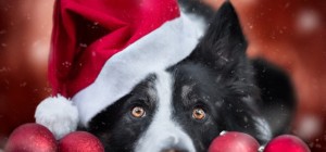 Dogs 166 (30 wallpapers)
