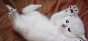 Коты 185 (30 обоев)