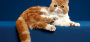 Коты 194 (30 обоев)