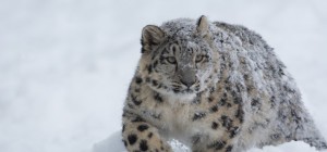 Коты 205 (30 обоев)