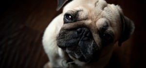 Dogs 156 (30 wallpapers)