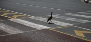 Birds 195 (30 wallpapers)