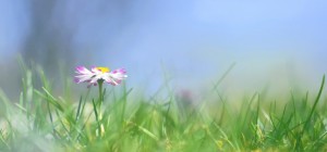 Цветочные обои 800 (2560x1600) (30 обоев)