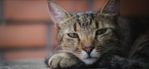 Коты 200 (30 обоев)