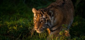 Cats 192 (30 wallpapers)