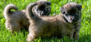Dogs 181 (30 wallpapers)