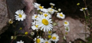 Цветочные обои 831 (3840x2160) (30 обоев)