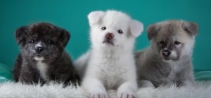 Собаки 155 (30 обоев)