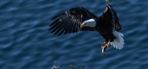 Птицы 185 (30 обоев)