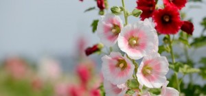 Цветочные обои 835 (3840x2160) (30 обоев)