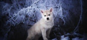 Собаки 137 (30 обоев)