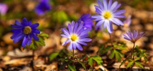 Floral wallpaper 860 (30 wallpapers)