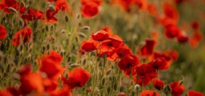 Цветочные обои 829 (3840x2160) (30 обоев)