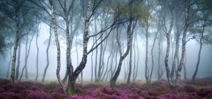 Цветочные обои 834 (3840x2160) (30 обоев)