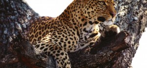 Коты 191 (30 обоев)