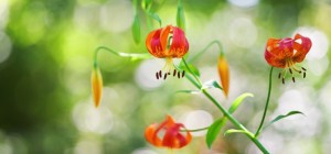 Цветочные обои 836 (3840x2160) (30 обоев)