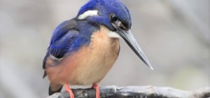 Birds 181 (30 wallpapers)